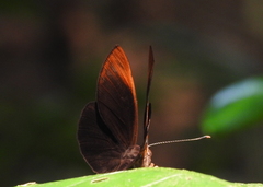 Taxila haquinus