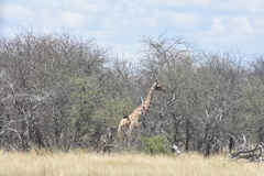 Giraffa camelopardalis angolensis