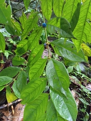 Lasianthus hispidulus