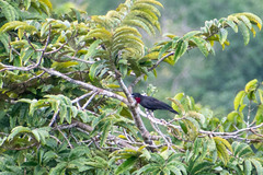 Querula purpurata
