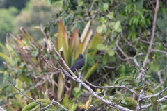 Querula purpurata