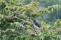 Querula purpurata