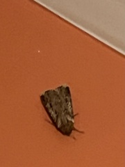 Agrotis gladiaria
