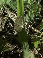 Spilomelinae