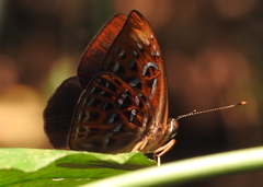 Taxila haquinus