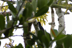 Melanerpes cruentatus