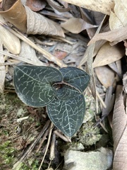 Anoectochilus formosanus