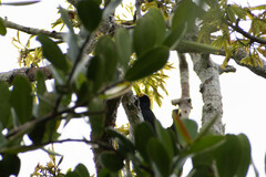 Melanerpes cruentatus