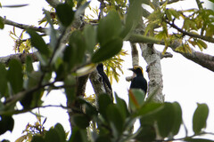 Melanerpes cruentatus