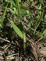 Spilomelinae