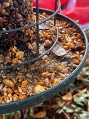 Phycomyces