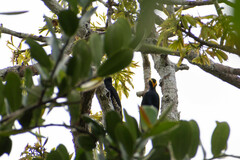 Melanerpes cruentatus