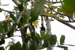 Melanerpes cruentatus