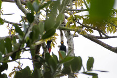 Melanerpes cruentatus