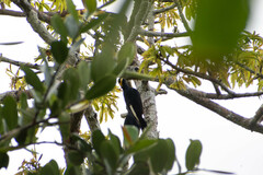 Melanerpes cruentatus