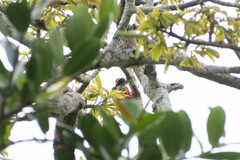Melanerpes cruentatus