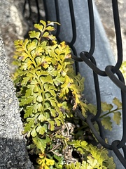 Asplenium aethiopicum