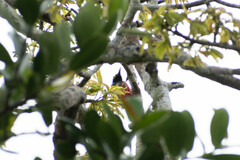 Melanerpes cruentatus