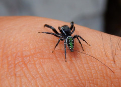 Paraphidippus aurantius