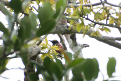 Melanerpes cruentatus