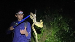 Corallus ruschenbergerii