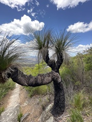 Xanthorrhoea preissii