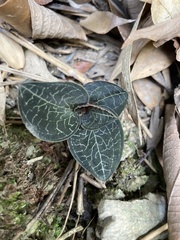 Anoectochilus formosanus