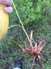 Rhynchospora ciliaris