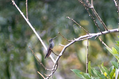 Campylopterus largipennis