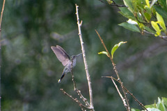 Campylopterus largipennis