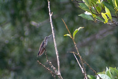 Campylopterus largipennis