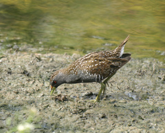 Porzana fluminea