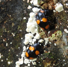 Aulacocheilus doriae