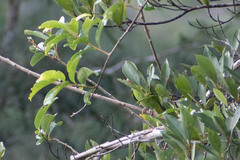 Brotogeris cyanoptera