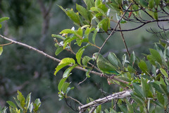 Brotogeris cyanoptera