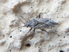 Orsillinae