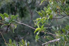 Brotogeris cyanoptera