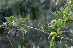 Brotogeris cyanoptera