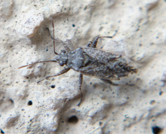 Orsillinae