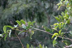 Brotogeris cyanoptera