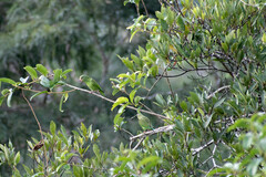 Brotogeris cyanoptera