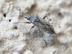 Orsillinae