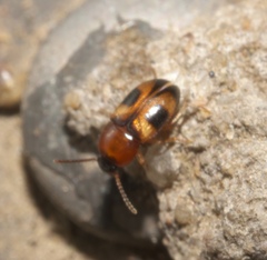 Poecilocrypticus formicophilus