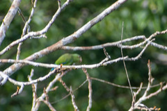 Brotogeris cyanoptera