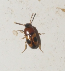 Poecilocrypticus formicophilus