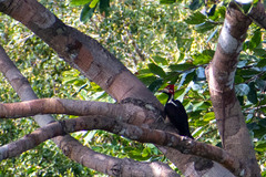 Campephilus melanoleucos