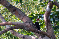 Campephilus melanoleucos