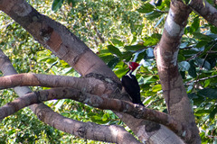 Campephilus melanoleucos