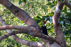 Campephilus melanoleucos