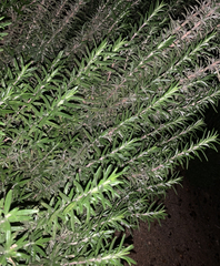 Linochilus rosmarinifolius